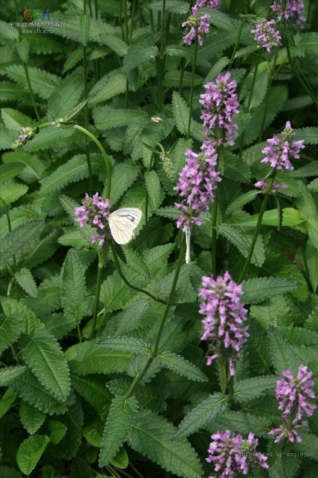  p> a href="#">药水苏 /a>多年生 a href="#">草本 /a>,高50一100