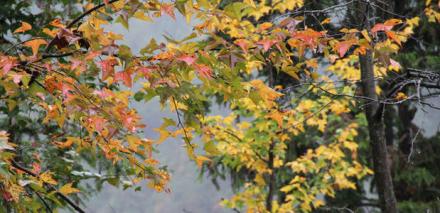 立冬—小雪（十月小阳春）