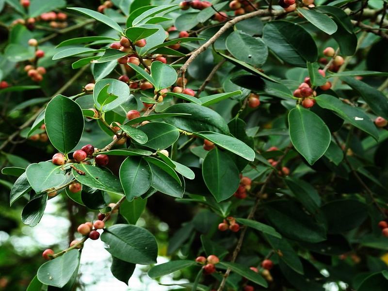  p> b>榕树 /b>(学名: i>ficus microcarpa /i>  linn. f.