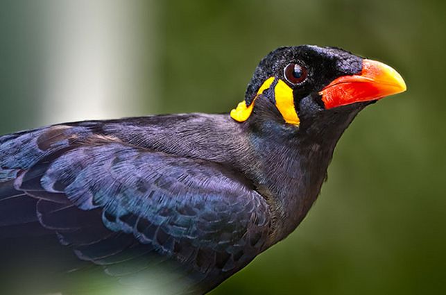 common hill myna