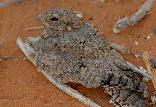  p>埃及夜鹰(学名: i>caprimulgus aegyptius /i>),是 a href="#"