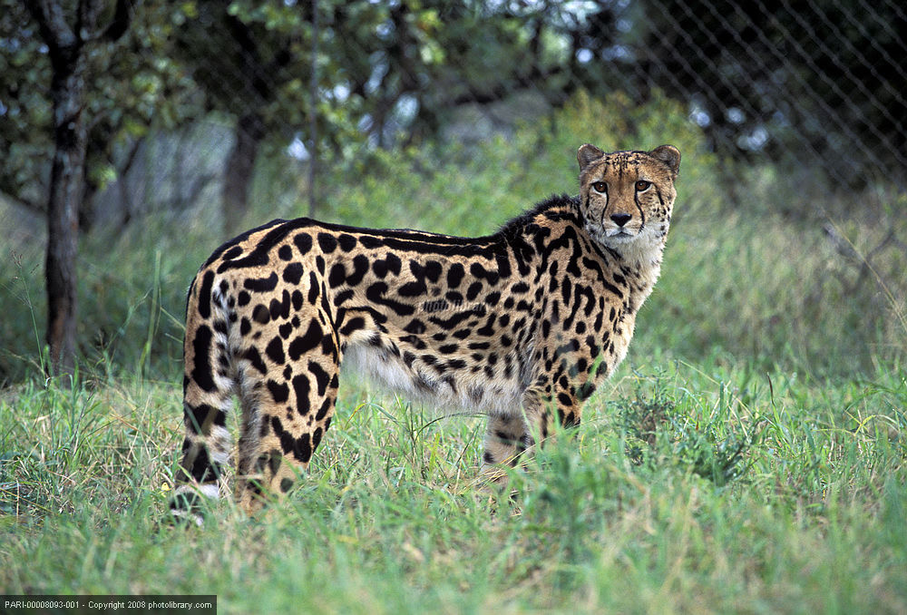 这种猎豹身上的图案并不是通常的小斑点,它们身上的斑纹