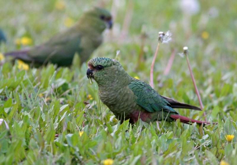  p>黄嘴亚马逊鹦鹉(学名:amazona collaria )是典型的 a href="#"