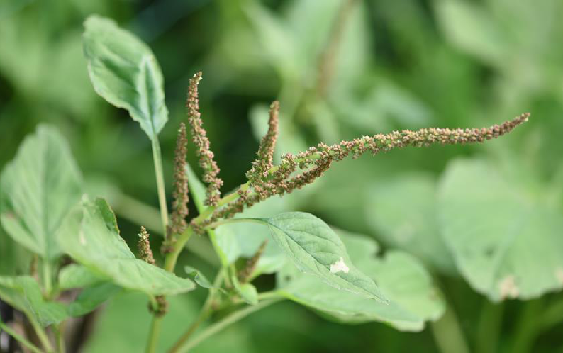  p>皱果苋(学名: i>amaranthus viridis  /i>l.
