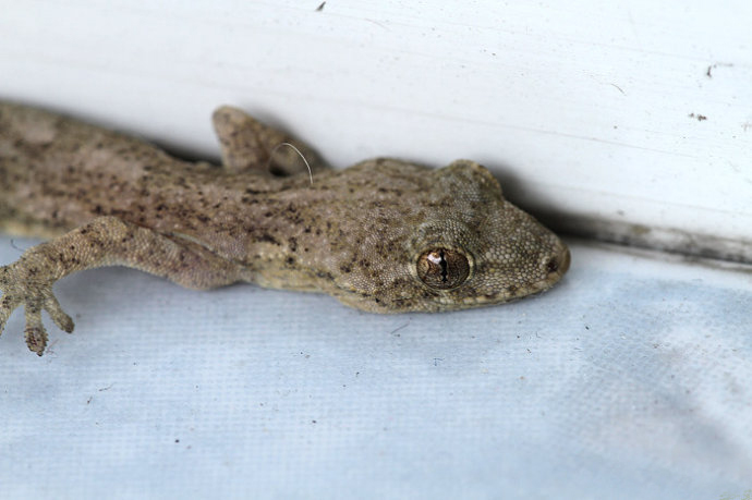  p>多疣壁虎( i>gekko japonicus /i>&nbsp;dumeril and bibron