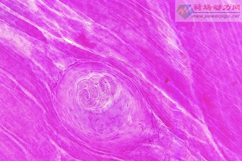  p>旋毛虫 a href="#" data-lemmaid="2697752">幼虫寄生 /a>于肌纤维