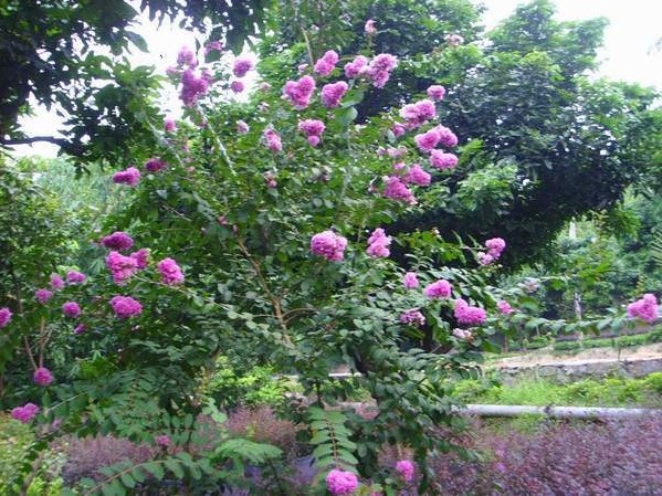  p>小叶紫薇,学名紫薇,又称细叶紫薇,百日红,痒痒树等.