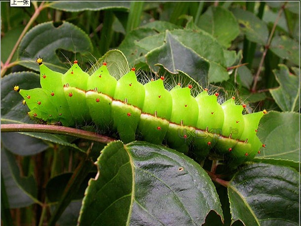 紫薇绿尾大蚕蛾