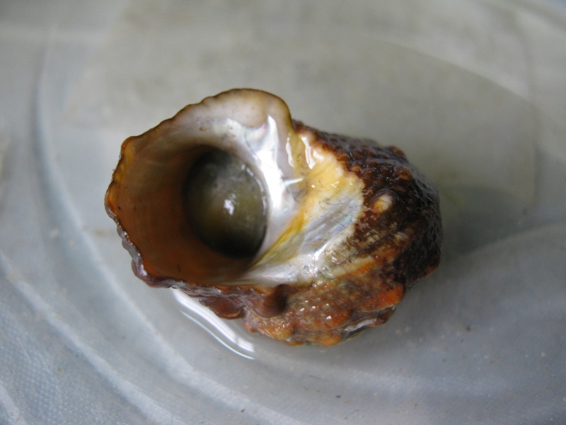  p>朝鲜花冠小月螺( i>lunella coreensis /i> r&eacute;cluz