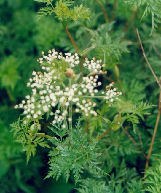  p>川芎(学名: i>ligusticum chuanxiong hort /i>),栽培植物,主产于