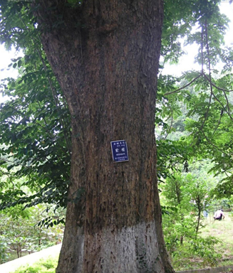 蔷薇木 百度百科