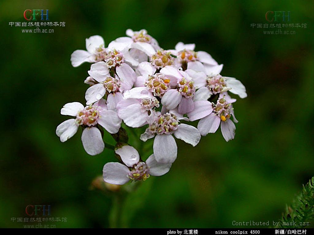  p>中文学名亚洲蓍,拉丁学名achillea asiatica,分布区域;中国东西