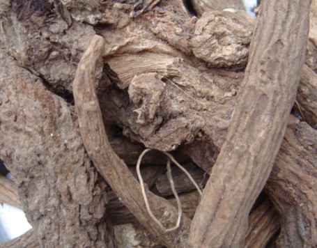  p>广香是一种中药材,为菊科物木香的根,性温