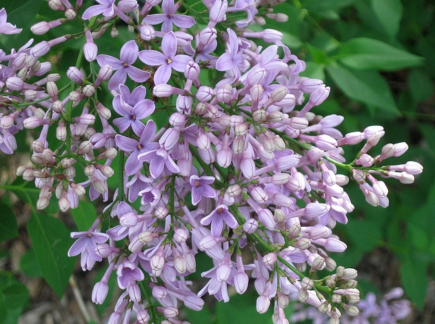 紫叶重瓣欧丁香