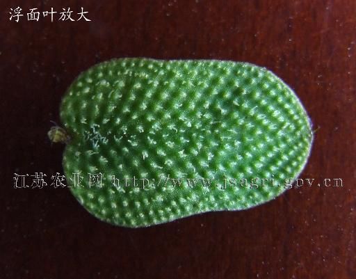  p>孢子果(sporocarp) 某些水生或湿生 a href="#" data-lemmaid="