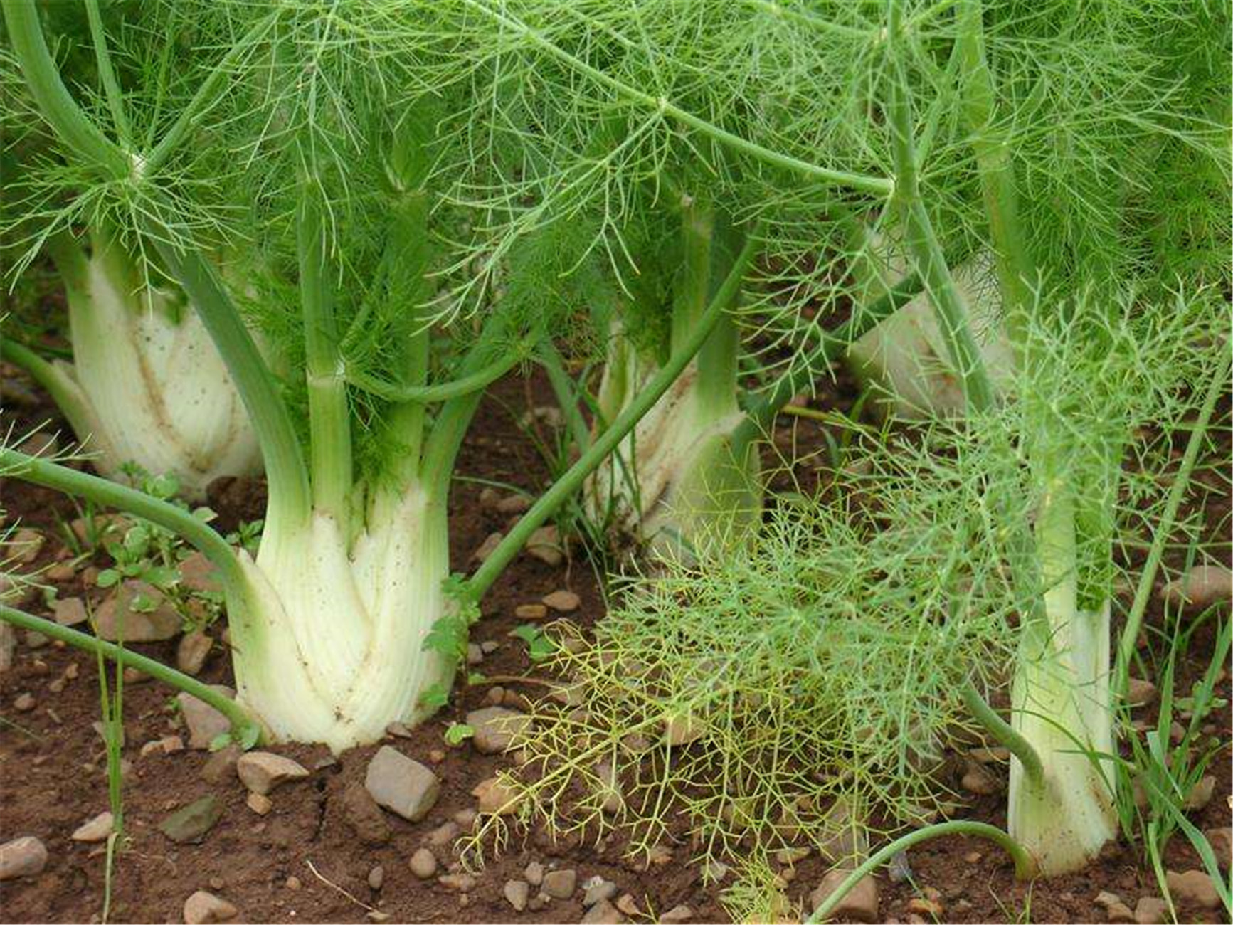 florence fennel