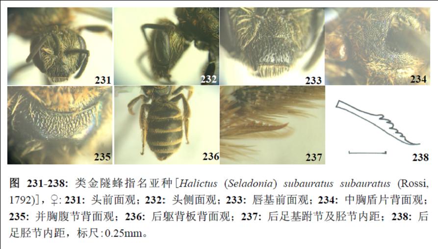 类金隧蜂指名亚种