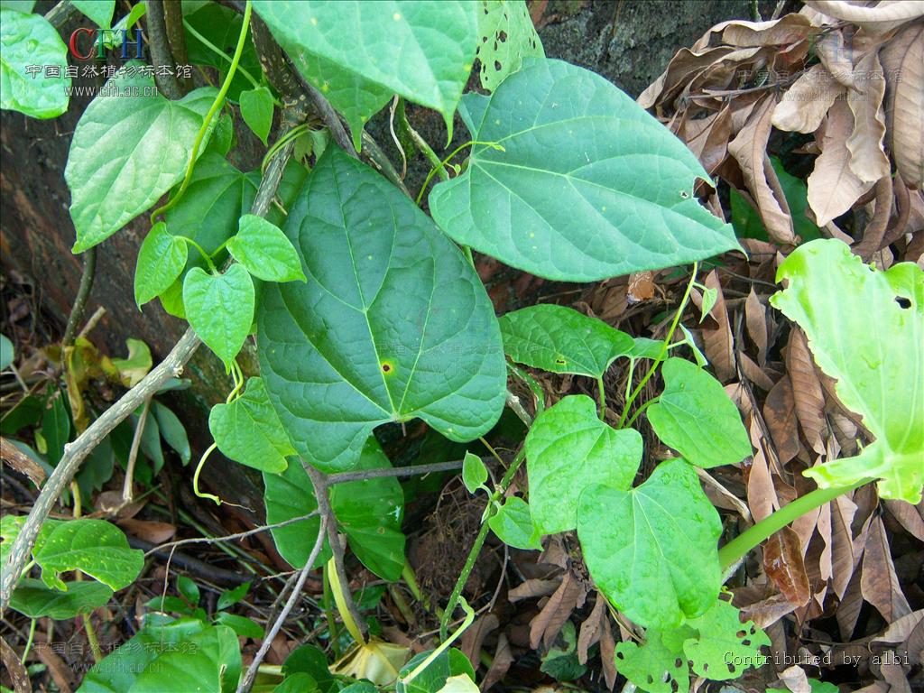  p>青牛胆(学名: i>tinospora sagittata /i> (oliv.) gagnep.