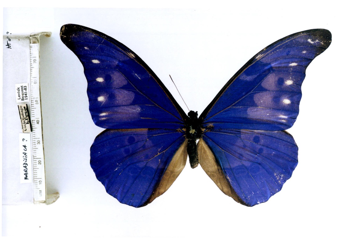 morpho rhetenor cacica