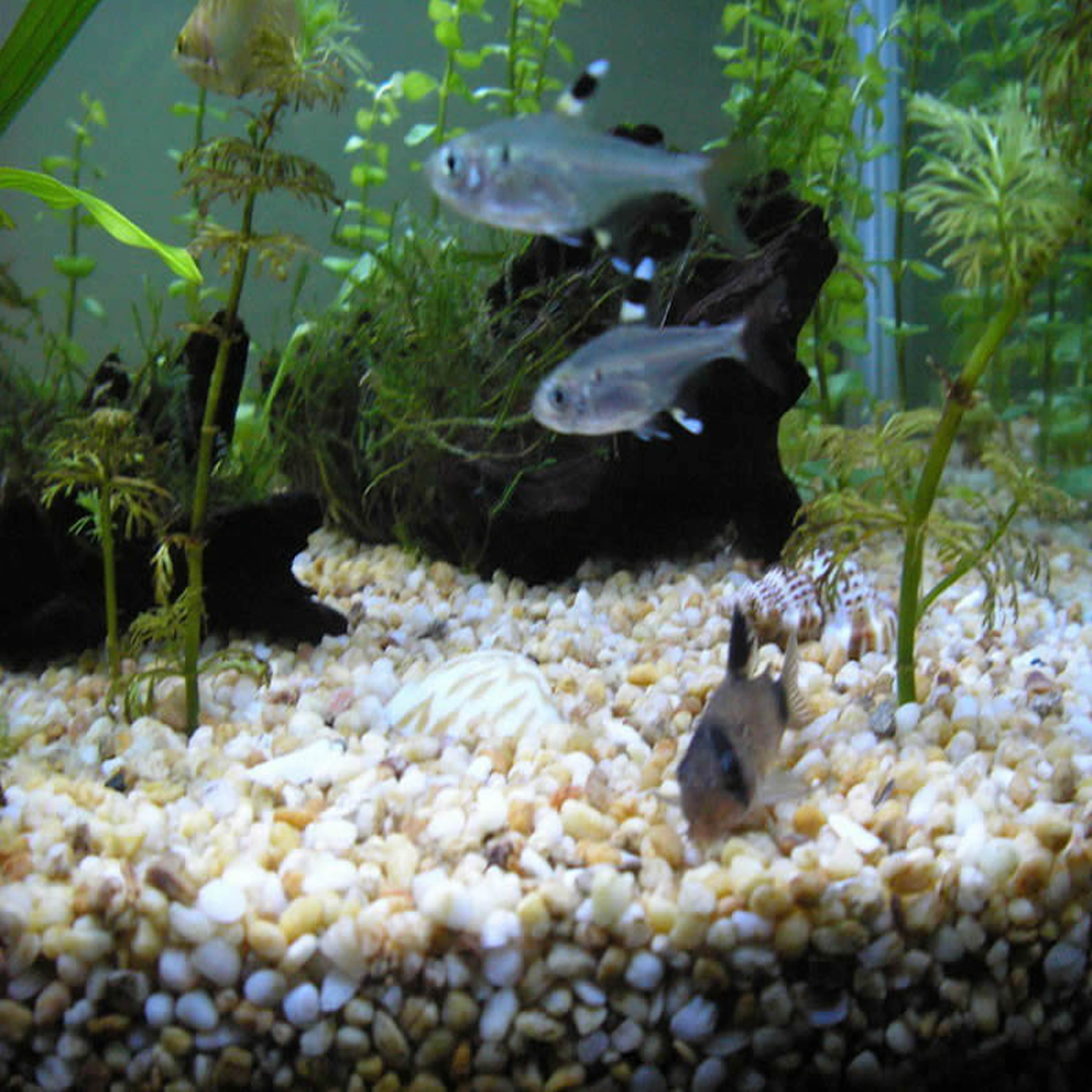  p> a href="#" data-lemmaid="1532820">玻璃扯旗鱼 /a>又名黄扯旗鱼