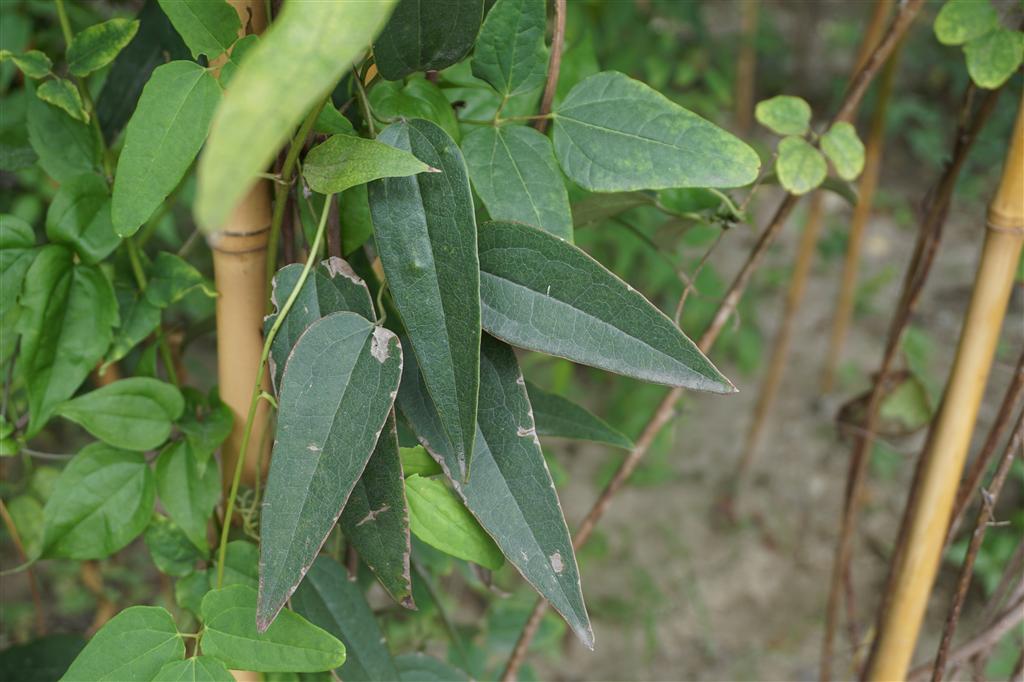 山木通无性系1号