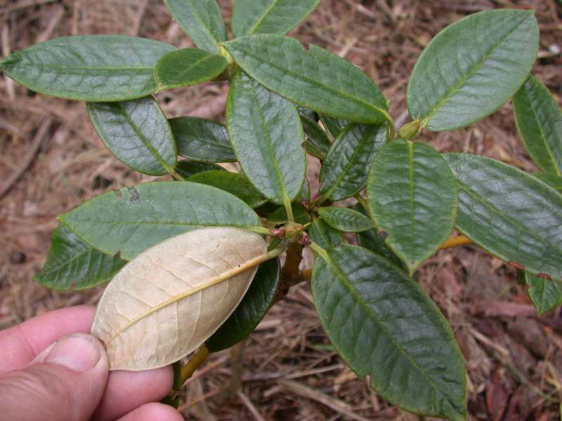  p>褐毛杜鹃(学名: i>rhododendron wasonii /i> hemsl. et wils.