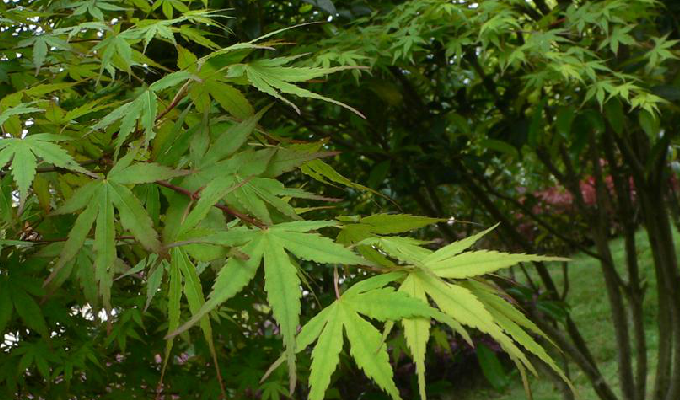 枫树和梧桐树有以下区别1叶片不一样枫树叶片对生,纸质,呈长圆状椭圆