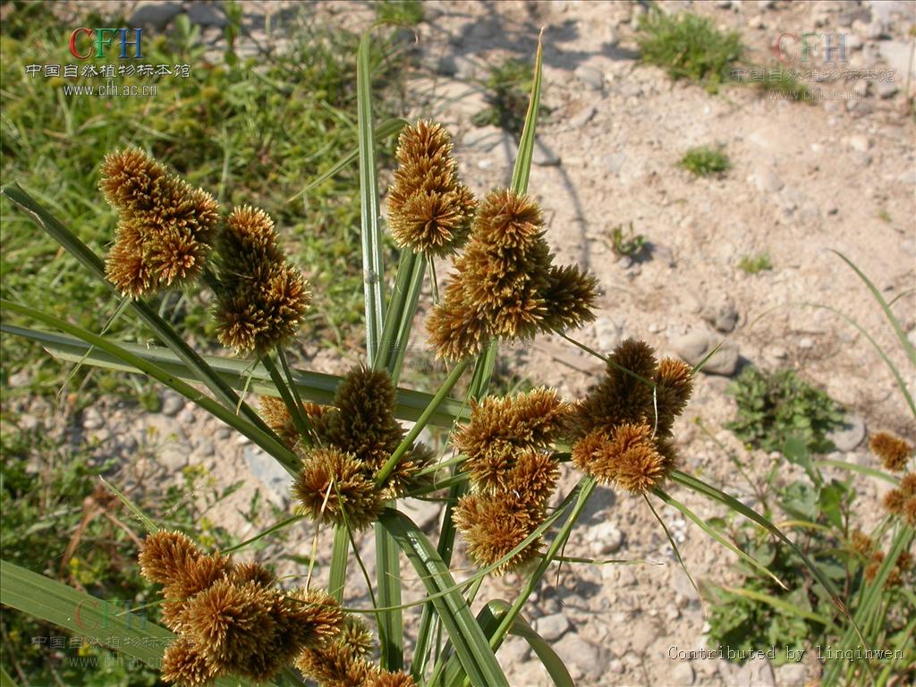 别名: a target="_blank" href="/item/球穗扁莎草/10682761" data