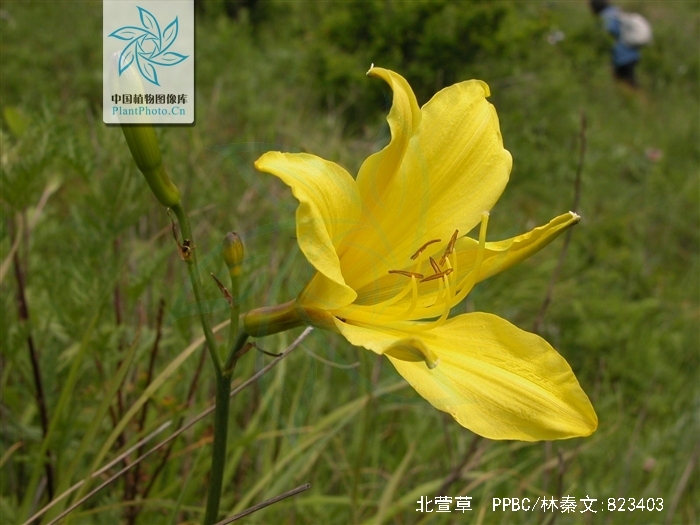  p> b>北萱草 /b>( a href="#" data-lemmaid="8074290">学名 /a>: i>