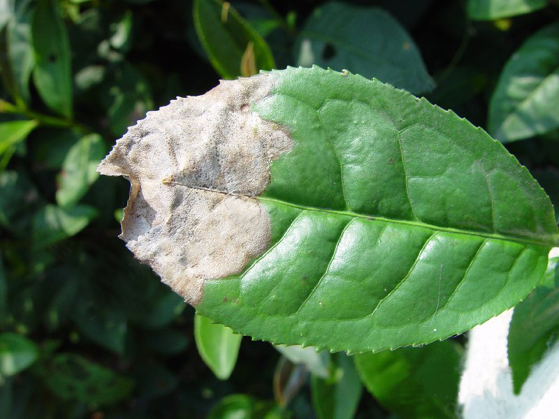 茶叶云纹叶枯病