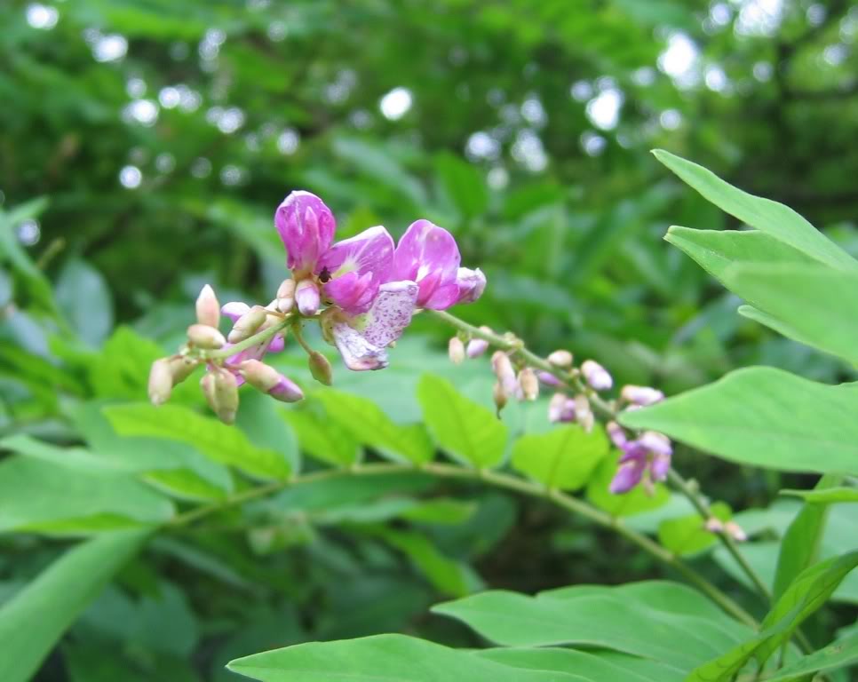  p>蝶形花科(papilionaceae),草本,灌木或乔木,直立或攀援,叶互生,稀