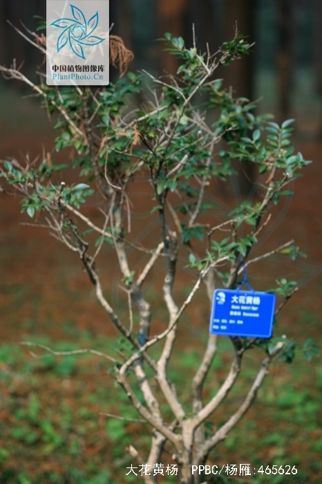 buxus henryi mayr