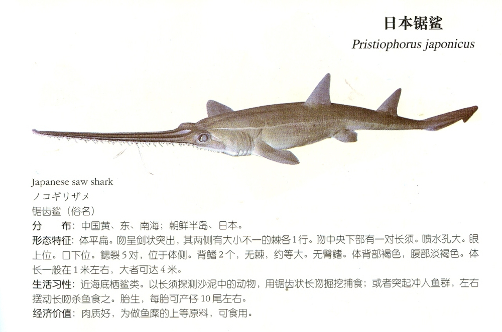  p>锯鲨科,pristiophoridae,是软骨鱼纲下的一科. /p>