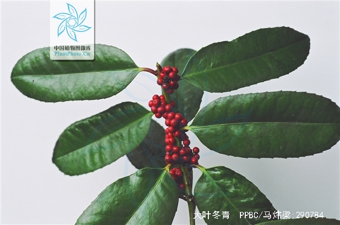  p>大叶冬青(学名:ilex latifolia thunb.