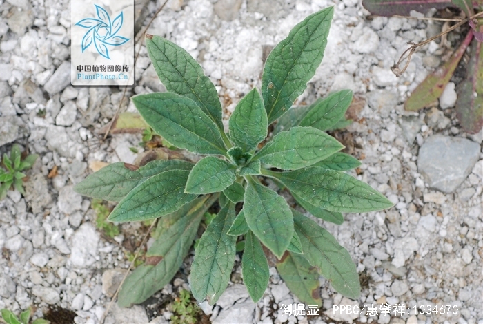  p>倒提壶(学名: i>cynoglossum amabile /i> stapf et drumm.