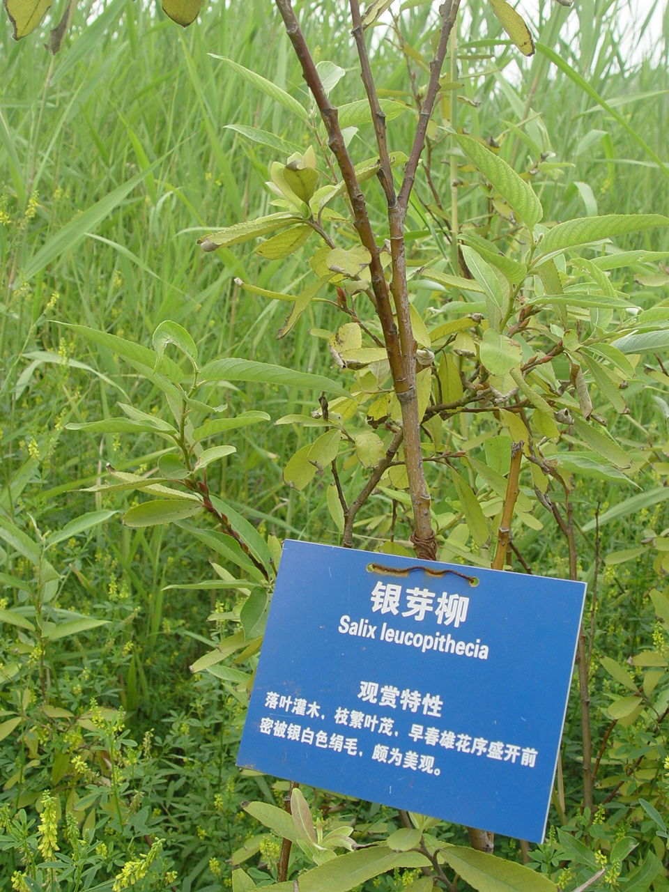 银柳