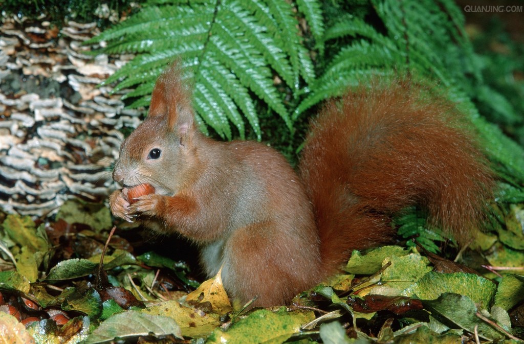 red-tailed squirrel