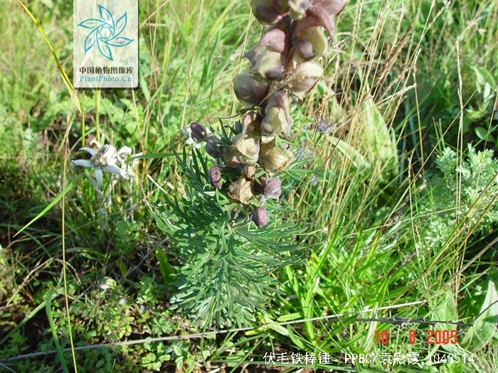  p>伏毛铁棒锤 (学名: i>aconitum flavum /i> hand.-mazz.