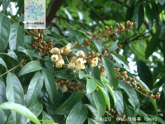  p>海南红豆(学名: i>ormosia pinnata  /i>(lour.) merr.