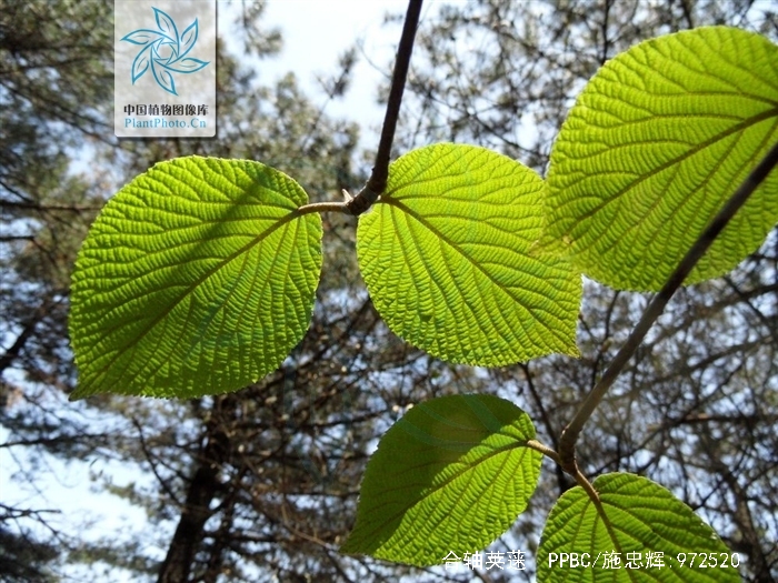  p>合轴荚蒾(学名:viburnum sympodiale graebn.)是忍冬科荚蒾属植物.