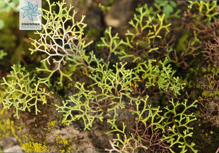 红枝卷柏