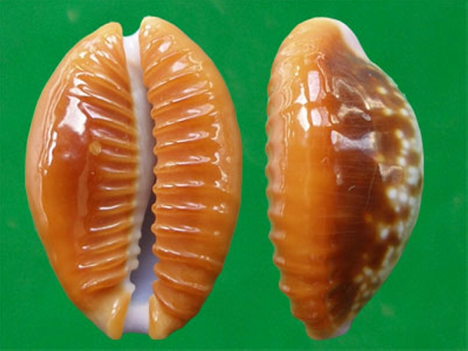  p>红花宝螺(学名:erosaria helvola helvola)是腹足纲宝螺科的 a