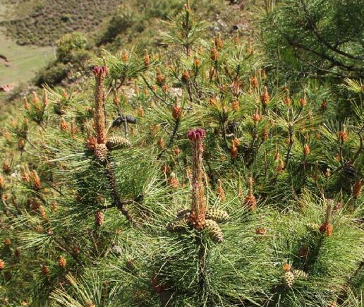  p>偃松(学名: i>pinus pumila  /i>(pall.) regel)是松科松属植物.