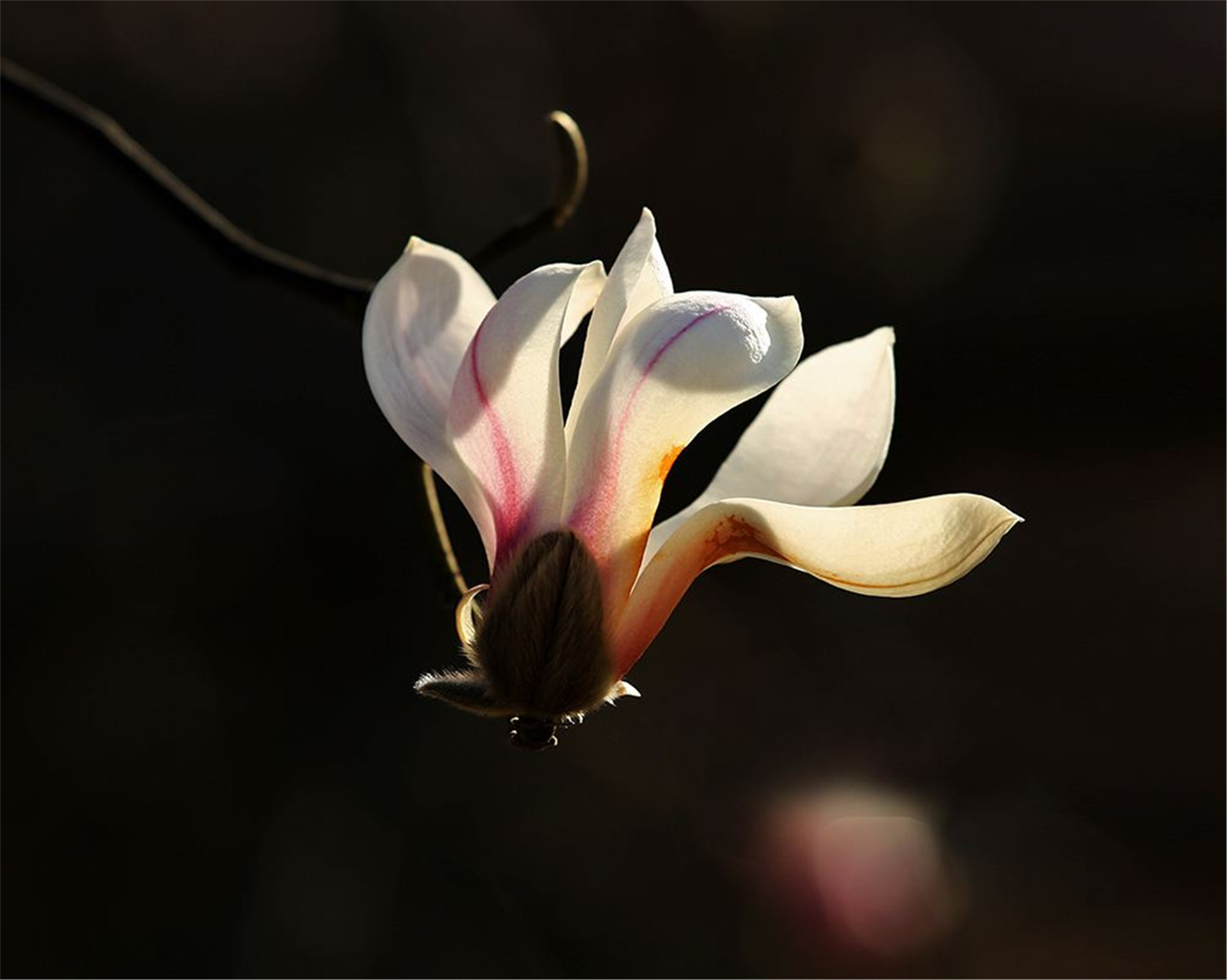  p>望春玉兰又名望春花, a href="#">迎春树 /a>, a href="#">辛兰 /a