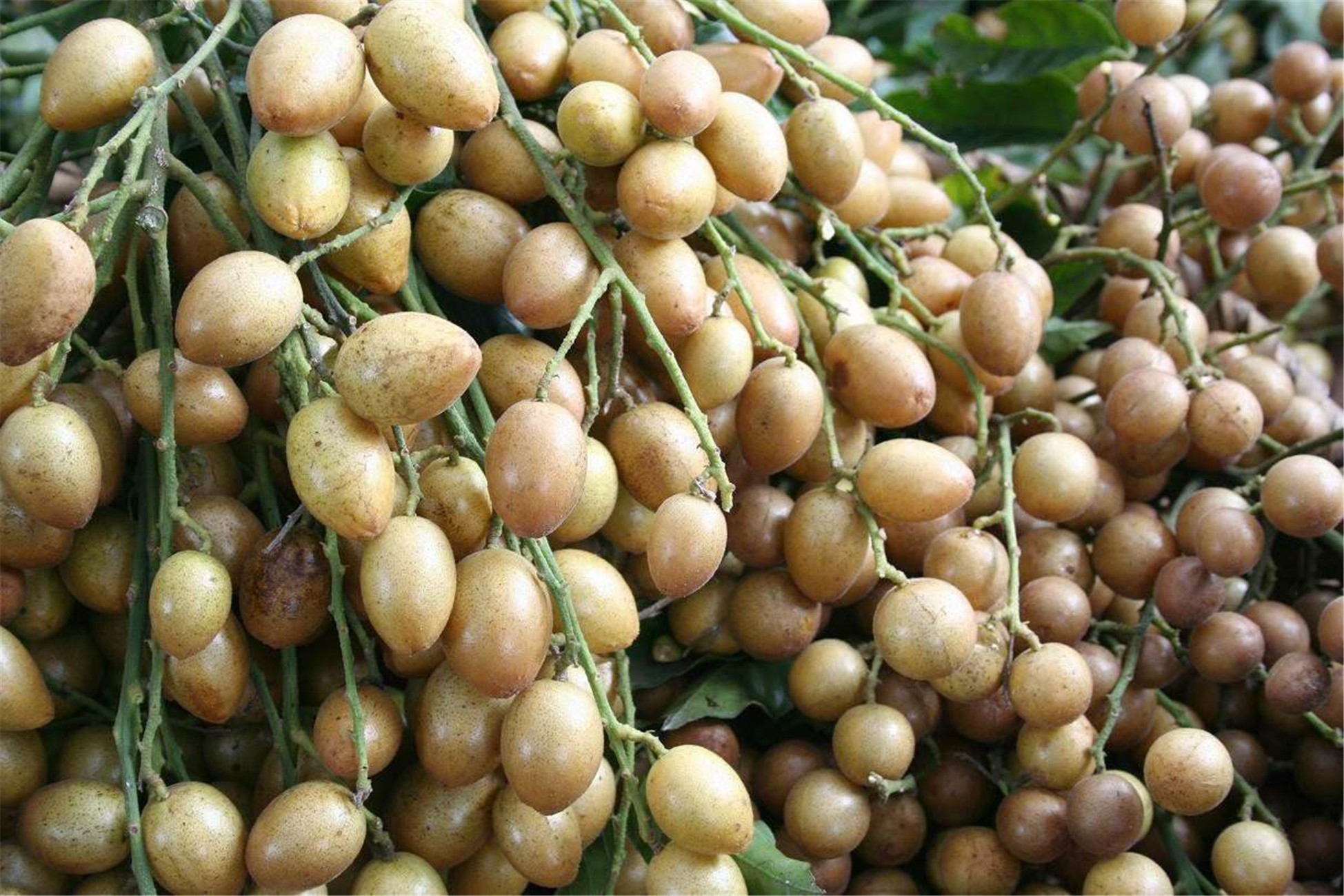  p>黄皮〔学名: i>clausena lansium /i> (lour.