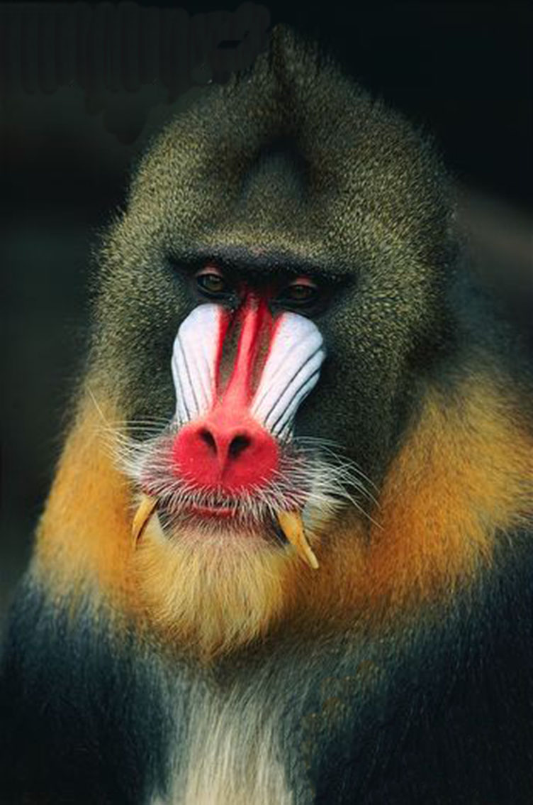  p>山魈(学名: i>mandrillus sphinx /i>),世界上最大的猴科 a target