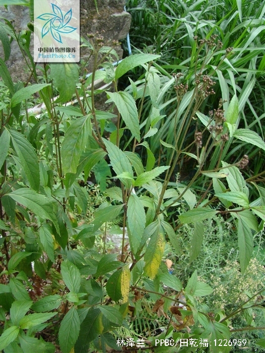  p>林泽兰,别名叫 a href="#" data-lemmaid="4733365">白鼓钉 /a>或