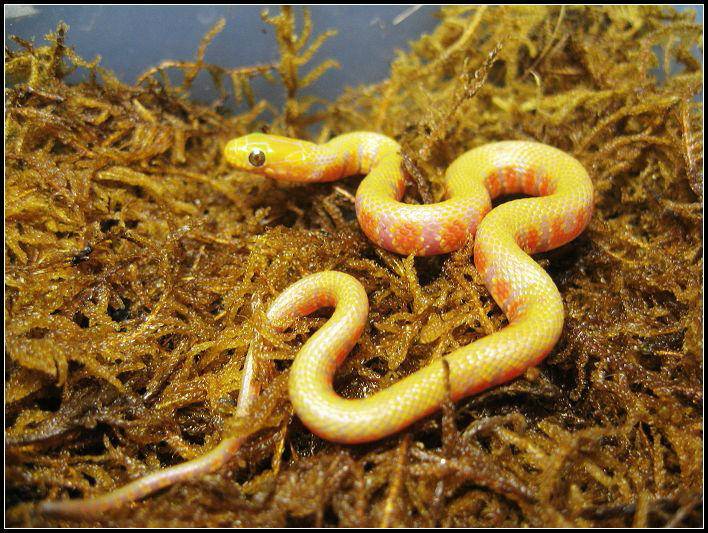  p>赤链华游蛇(学名:sinonatrix annularis)为游蛇科 a target="