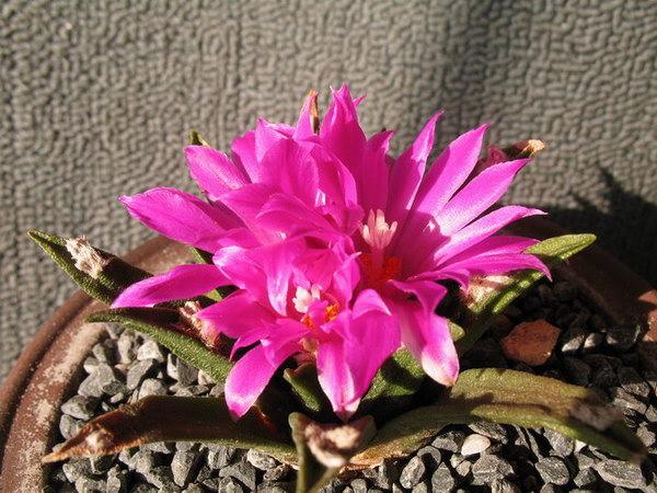  p data-id="tbzzfvta0ucw">龙舌兰牡丹是仙人掌科岩牡丹属植物.