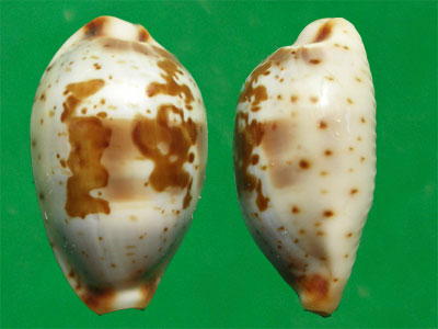  p>红海宝螺(学名:bistolida erythraeensis)是腹足纲宝螺科的 a href